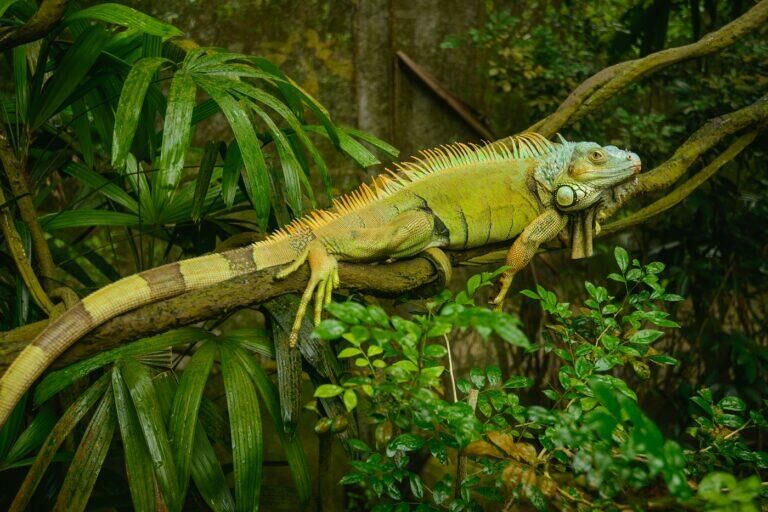Imagem do Iguana